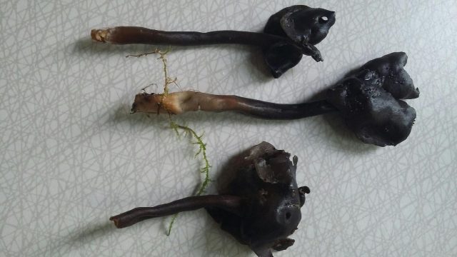 Svampfynd kring finska bastun, Norrahammar.